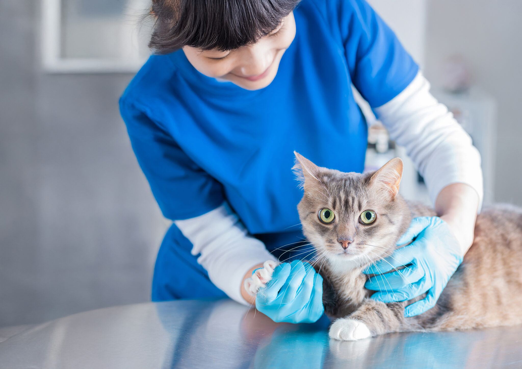 Bild einer schönen Katze, die von einem Arzt untersucht wird.