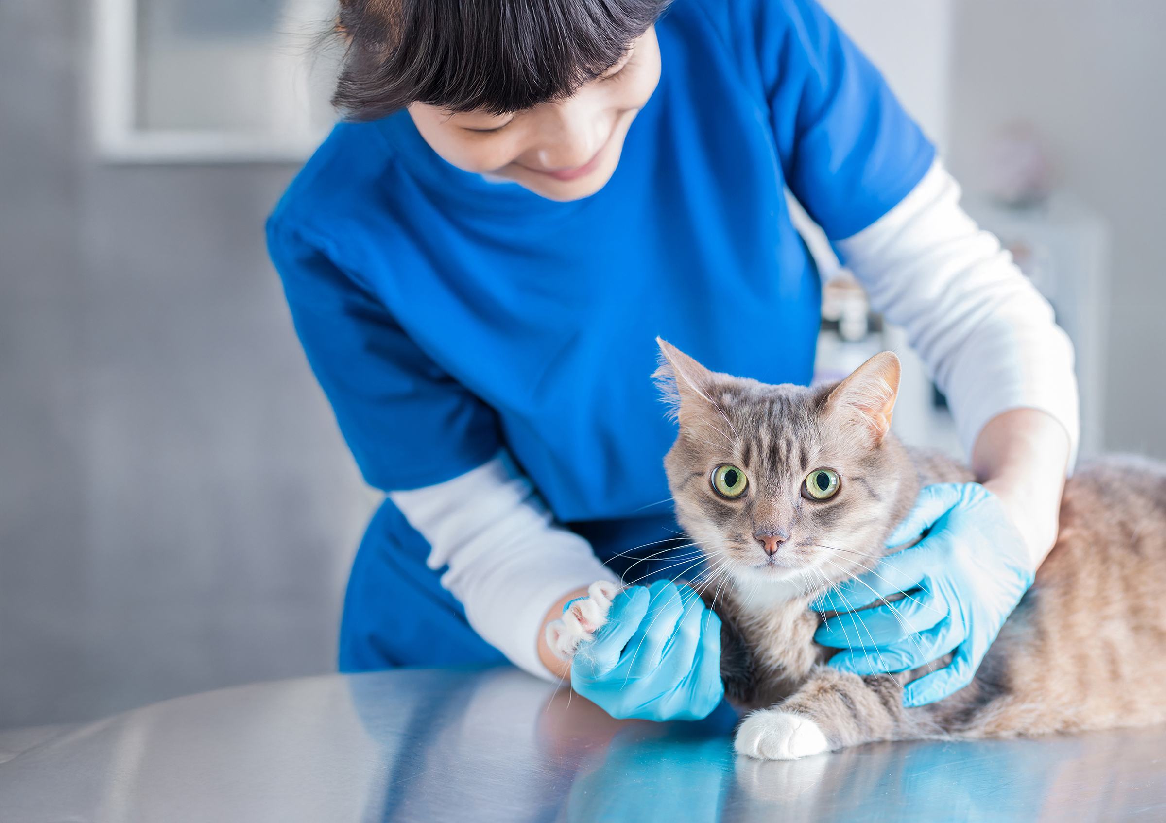 Bild einer schönen Katze, die von einem Arzt untersucht wird.