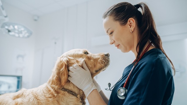 Das Bild zeigt eine Tierärztin mit Hund