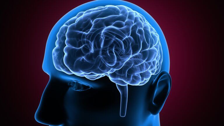 Das Motiv sind eine Querschnitt eines Gehirns