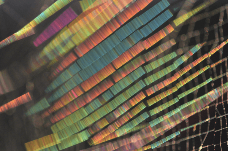 Nahaufnahme eines Spinnennetzes, das in Regenbogenfarben in der Morgensonne leuchtet
