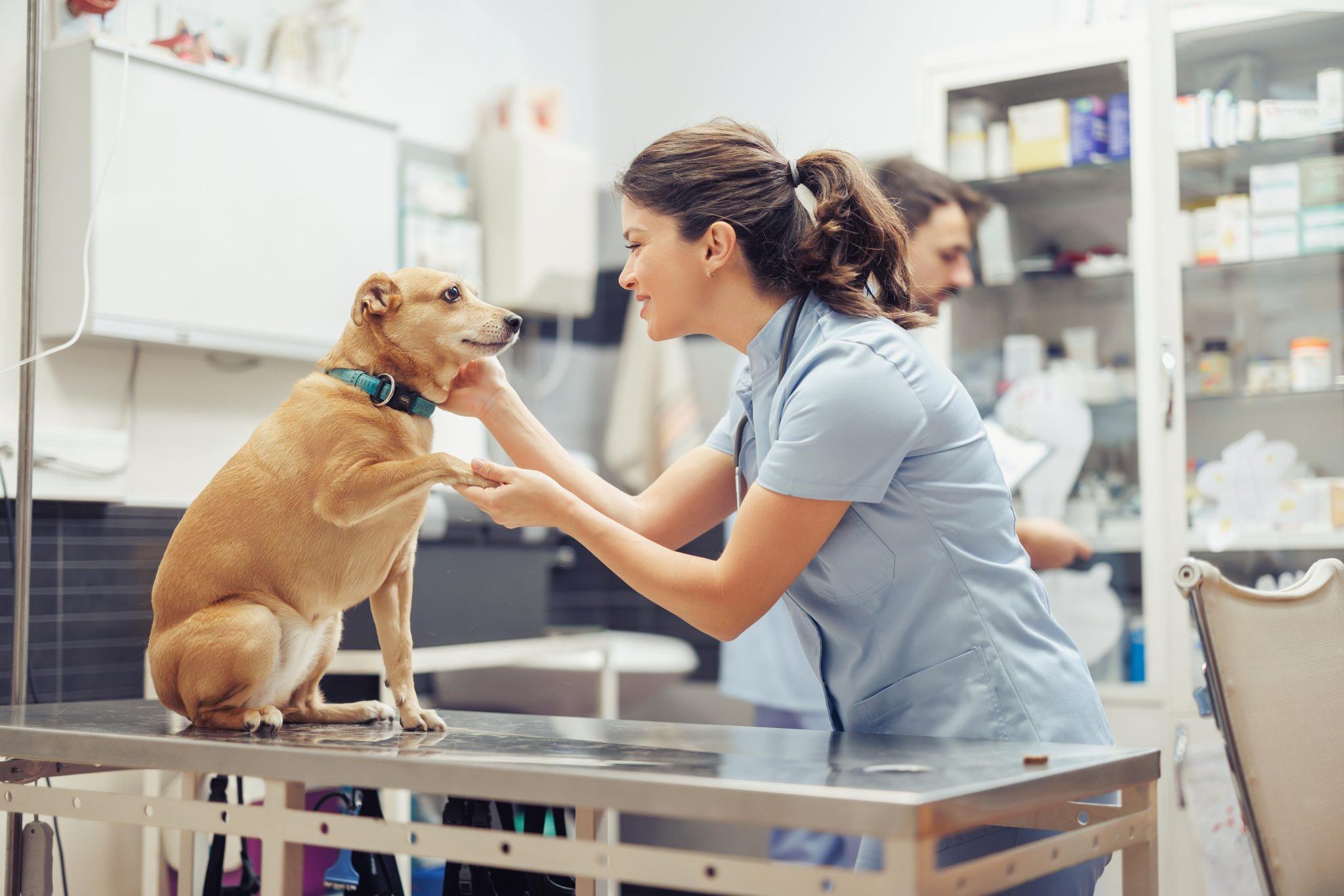 Ein Hund sitzt auf einem Tisch in einer Tierklinik, während ein Tierarzt sanft seine Pfote untersucht. Ein anderer Mitarbeiter überprüft die Vorräte im Hintergrund und sorgt für ein angenehmes Umfeld.